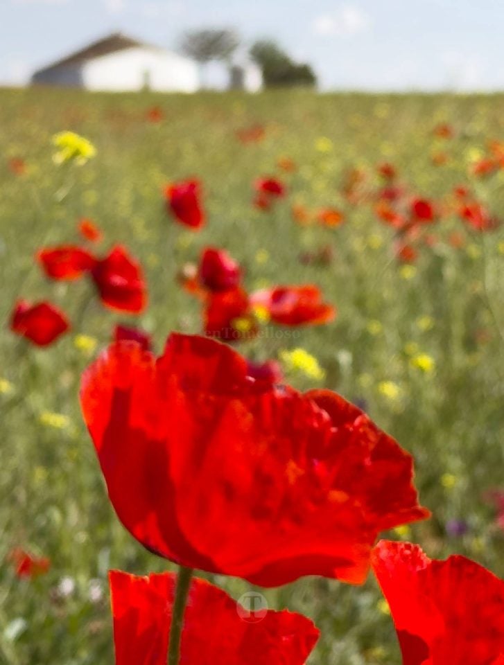 Tomelloso se tiñe de rojo: el espectáculo natural que solo dura unos días