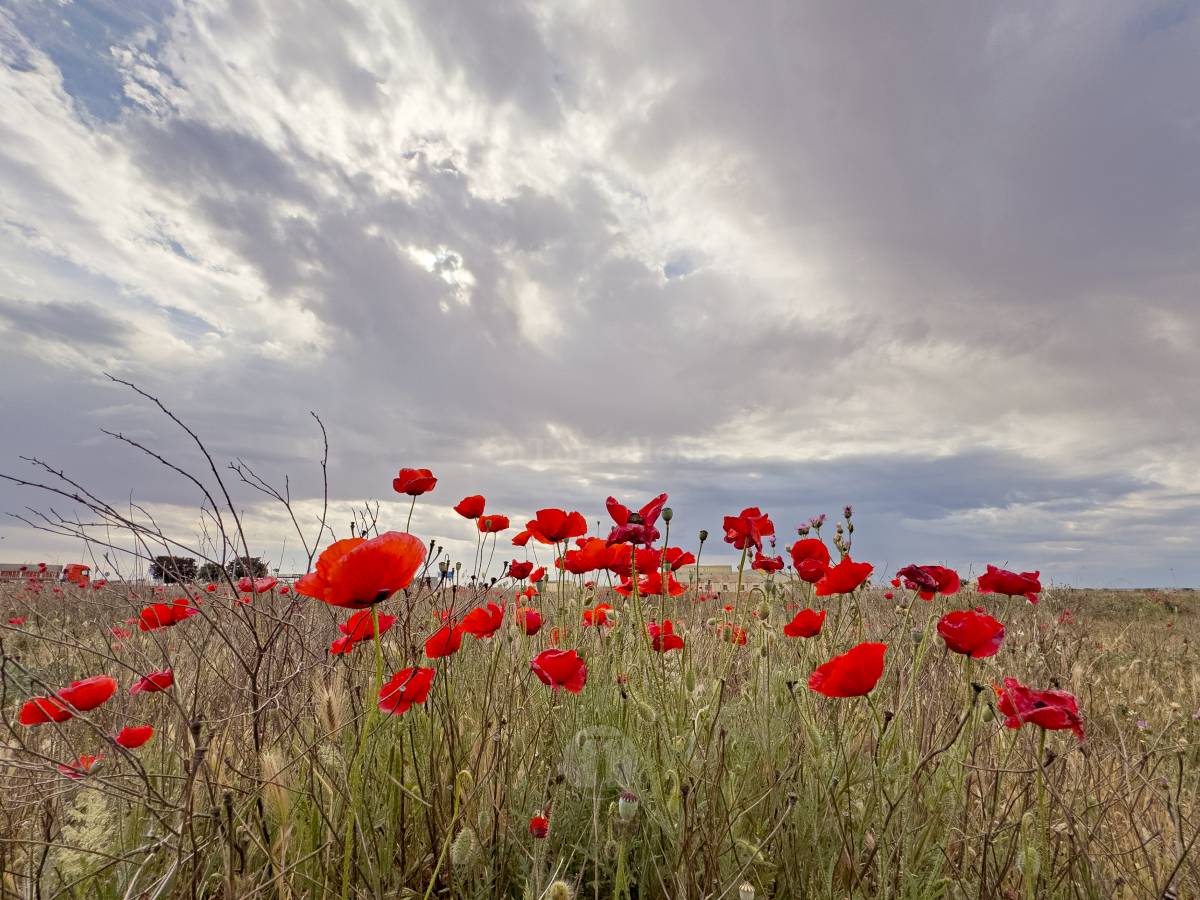 Tomelloso se tiñe de rojo: el espectáculo natural que solo dura unos días