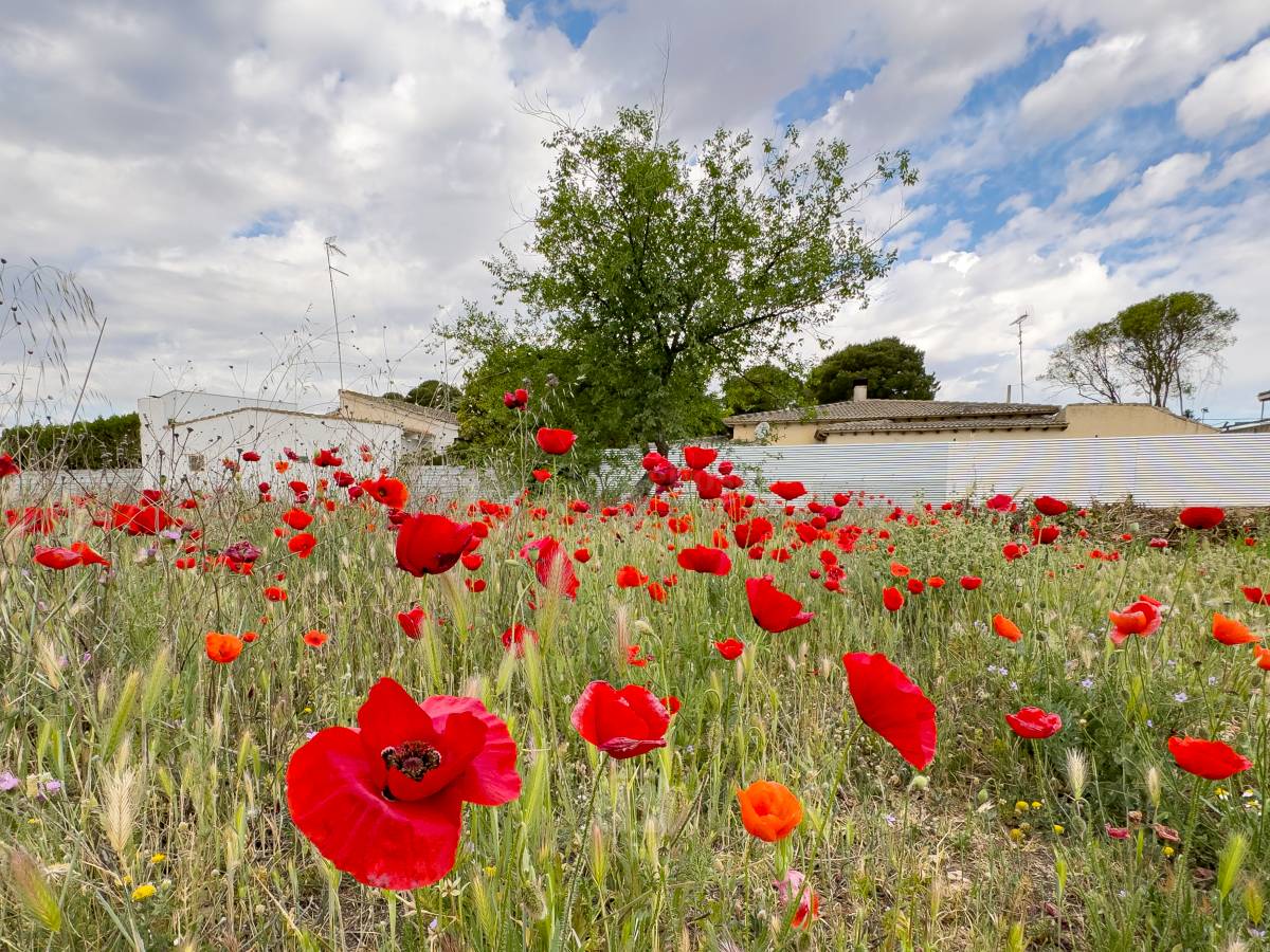 Tomelloso se tiñe de rojo: el espectáculo natural que solo dura unos días