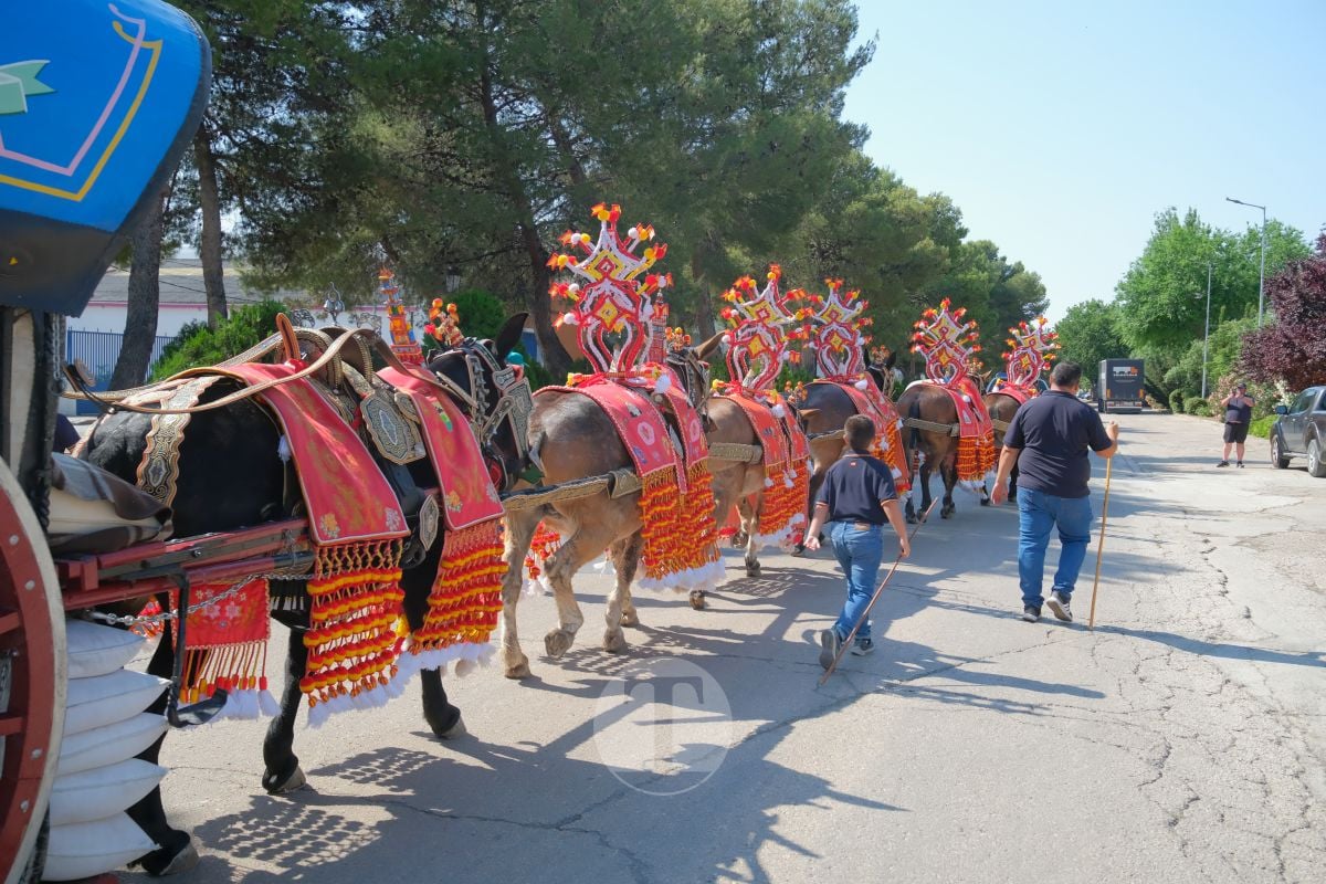 Los carreros de Tomelloso llenan de tradición el Día de la Región con su desfile de reata