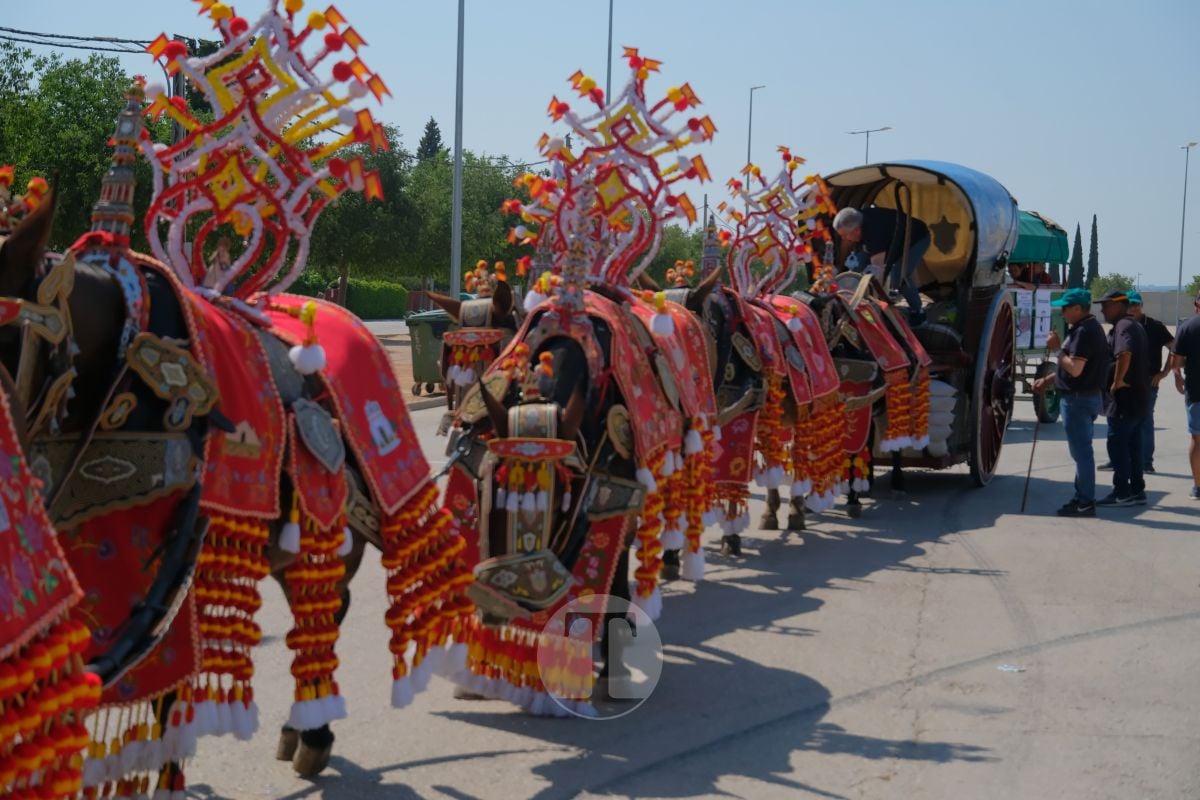 Los carreros de Tomelloso llenan de tradición el Día de la Región con su desfile de reata