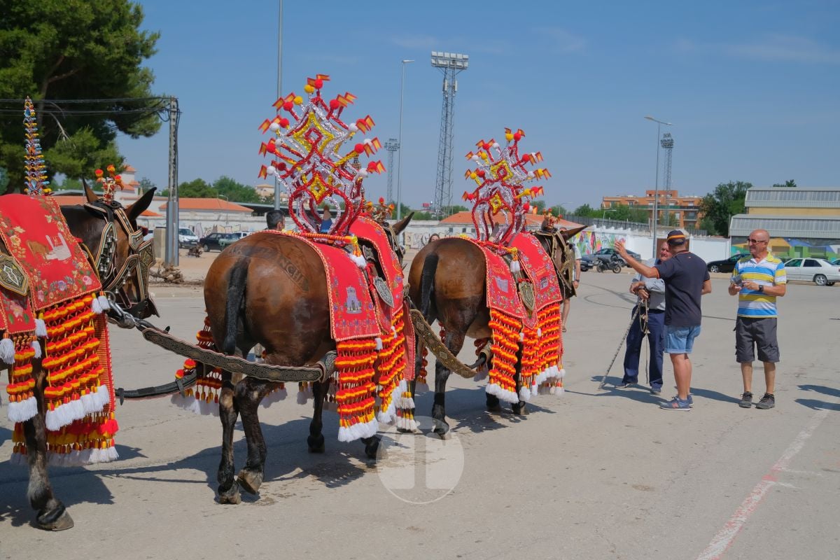 Los carreros de Tomelloso llenan de tradición el Día de la Región con su desfile de reata