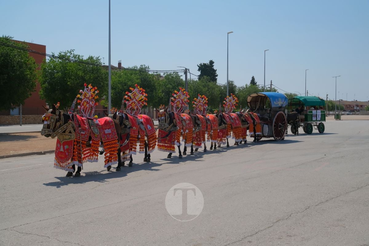 Los carreros de Tomelloso llenan de tradición el Día de la Región con su desfile de reata