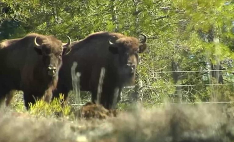 Los bisontes europeos convierten El Recuenco en un nuevo atractivo natural del Alto Tajo