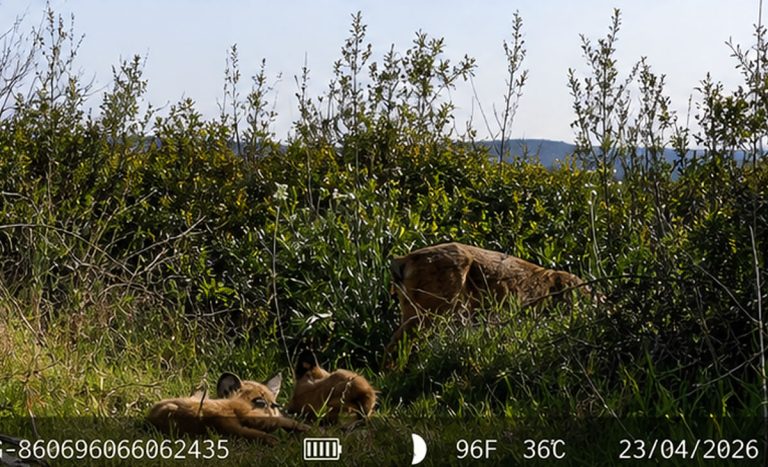 Hito histórico en Cabañeros: nacen los primeros linces ibéricos del Parque Nacional