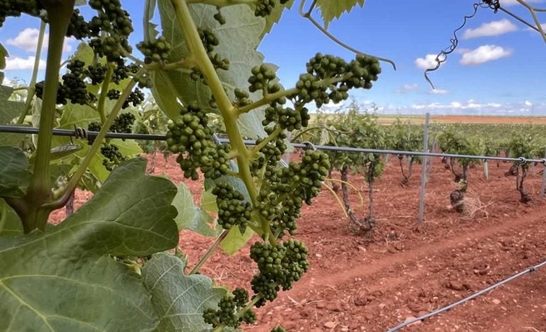 Denuncian el bloqueo en la negociación del convenio vinícola en Ciudad Real