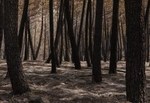 Al menos 30 millones para recuperar la Sierra Norte de Guadalajara tras el incendio de La Mierla