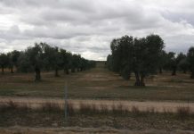 Castilla-La Mancha ya es la segunda región del mundo con mayor superficie de olivar: 474.000 hectáreas