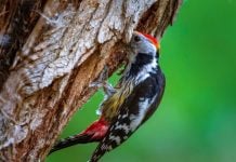 Un estudio afirma que los pájaros carpinteros revelan el estado de salud de los bosques de las Lagunas de Ruidera