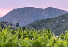Jumilla, elegida “Región del Año” por el trabajo conjunto de sus bodegas y viticultores