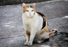 Denuncian a un vecino de Valdepeñas por haber matado presuntamente a unos 40 gatos comunitarios
