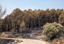 Extinguido el incendio de La Mierla tras 51 días y unas 32.000 hectáreas afectadas