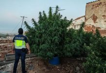 Seis detenidos en Puertollano tras desarticular dos plantaciones de marihuana y varios puntos de venta de droga