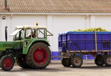 La vendimia del Airén se generaliza en Castilla-La Mancha con varias semanas de adelanto