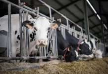Arrancan los anticipos de la PAC 2026: los agricultores de Castilla-La Mancha podrán cobrar hasta el 75 % de las ayudas